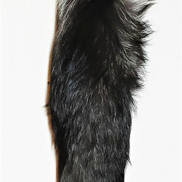 fox tail